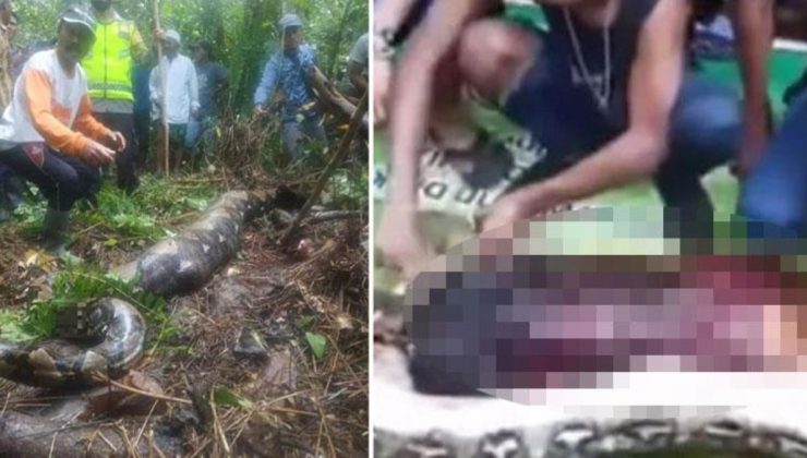 Dev yılanın kadını bütün halde yutması tüyler ürpertmişti! Olayın kan donduran görüntüleri ortaya çıktı